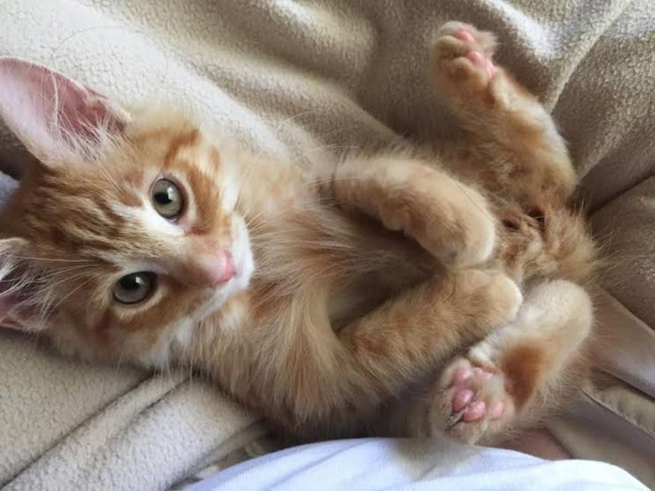 Котёнок рыжий лапки