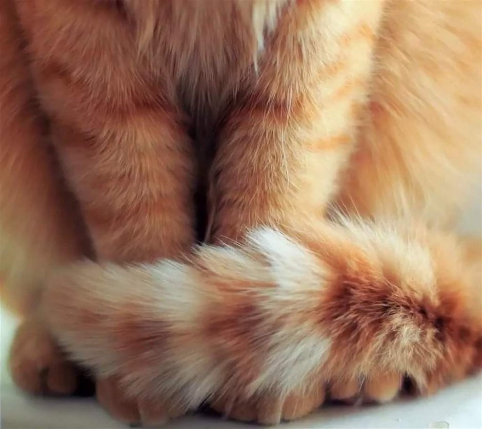Кошачий хвостик