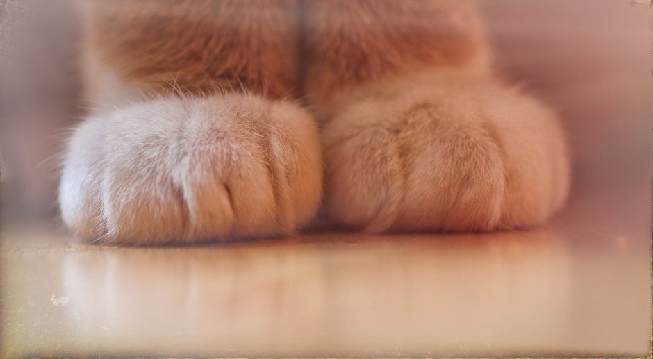 Лапки котят