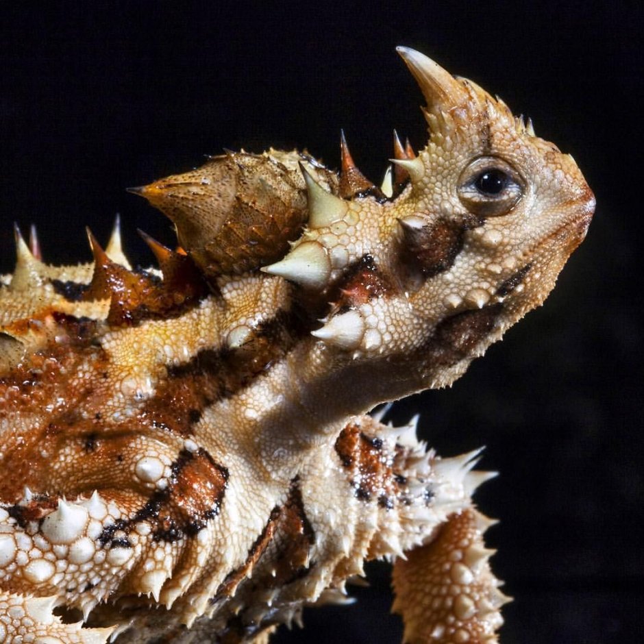 Thorny Dragon Lizard