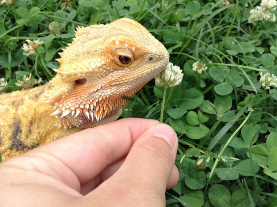 Ящерица с короной на голове