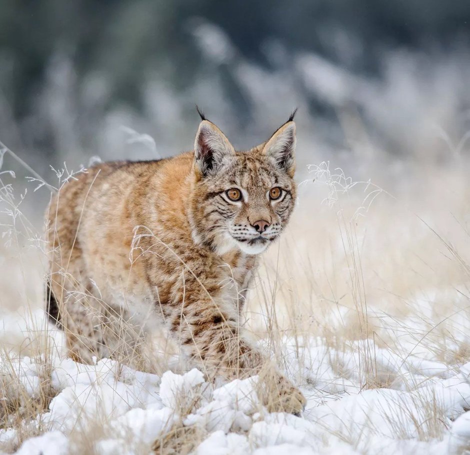 Рысь обыкновенная Lynx Lynx Linnaeus, 1758