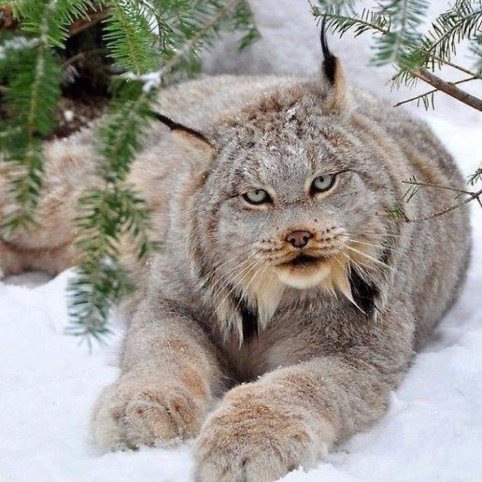 Канадский рис
