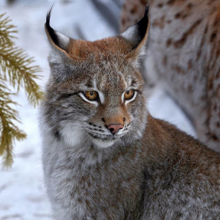 Кошка Рысь