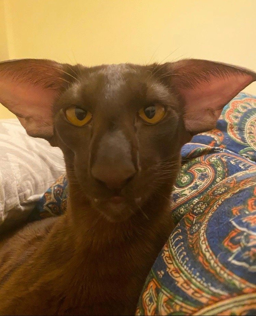 Ориентальная короткошерстная