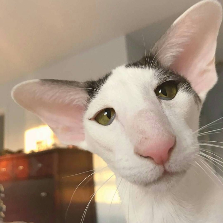 Кот грузин Ориентальная кошка