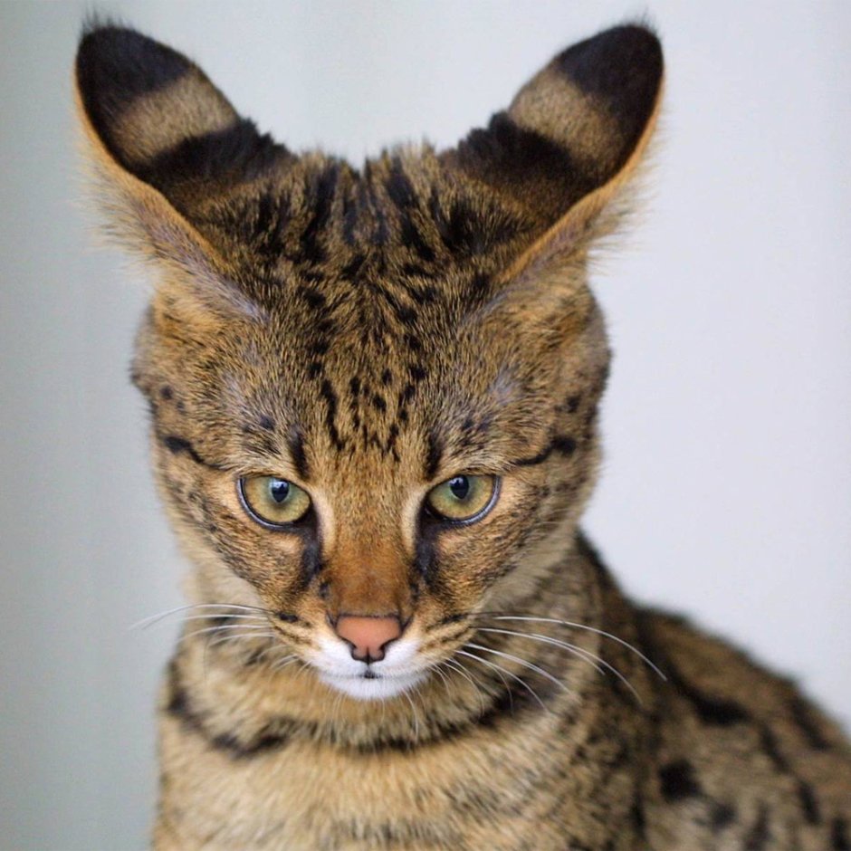 Камышовый кот