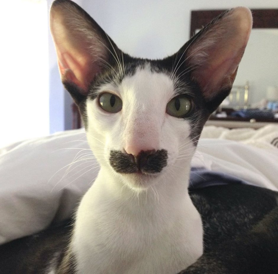 Ориенталы манчкины