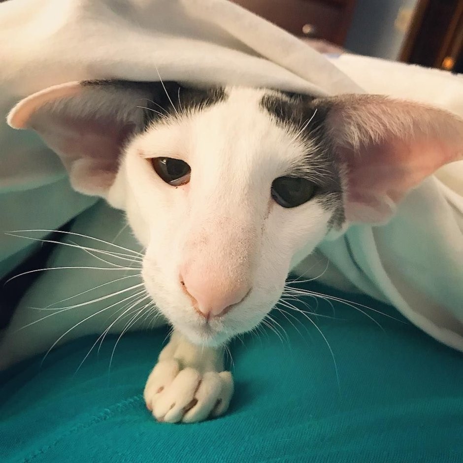 Порода Ориентал Добби