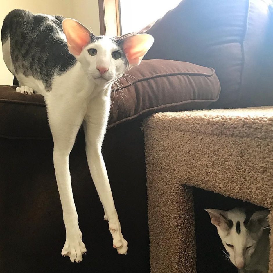 Ориентальная короткошерстная кошка