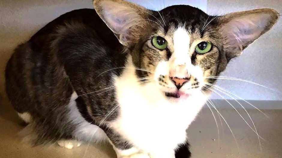 Кошки с вытянутыми мордочками