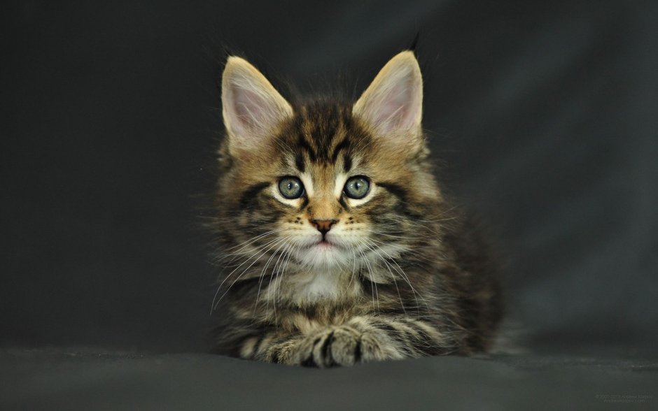 Котята Мейн кун