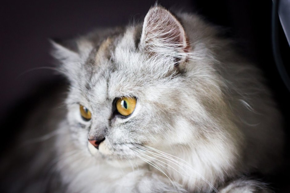 Сибирско Персидская кошка