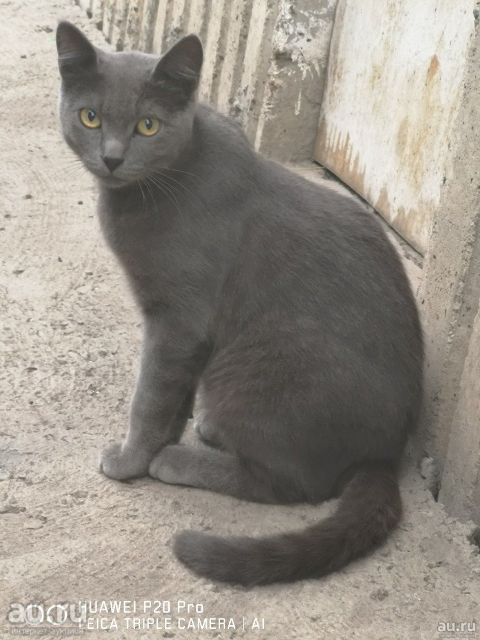 Кот Сибирский гладкошерстный дымчатый