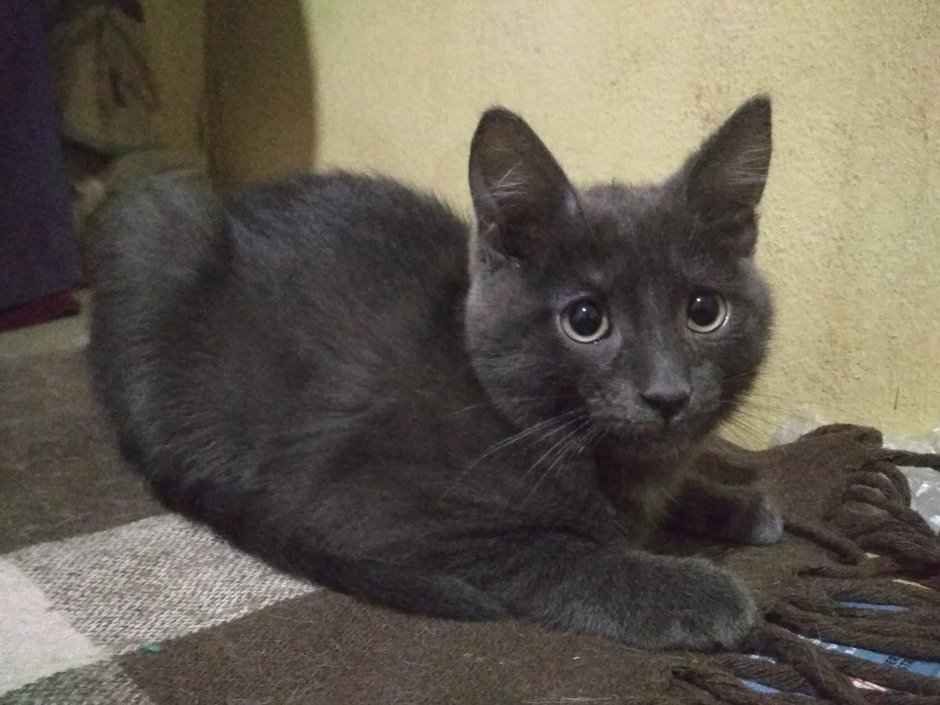 Кошка 7 месяцев