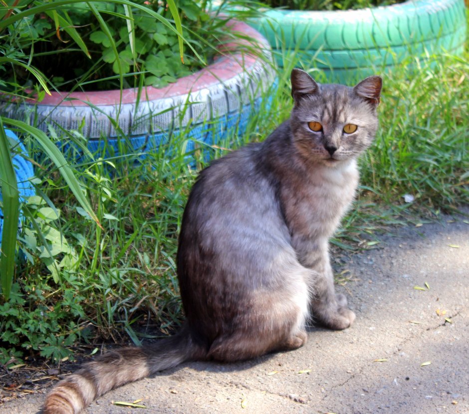 Ярославская дымчатая кошка