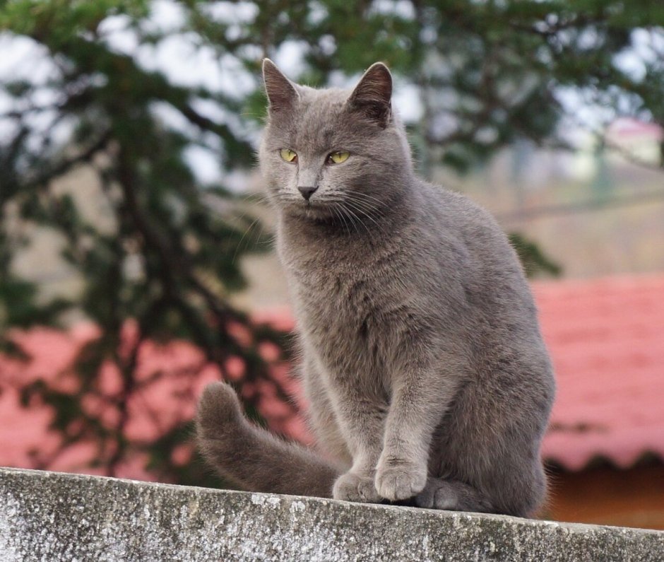 Ярославская дымчатая кошка