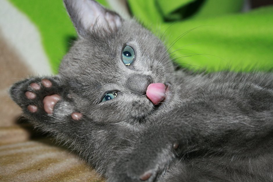 Маленький котенок
