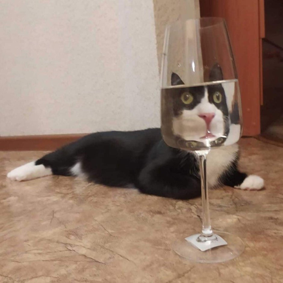 Кот с фужером