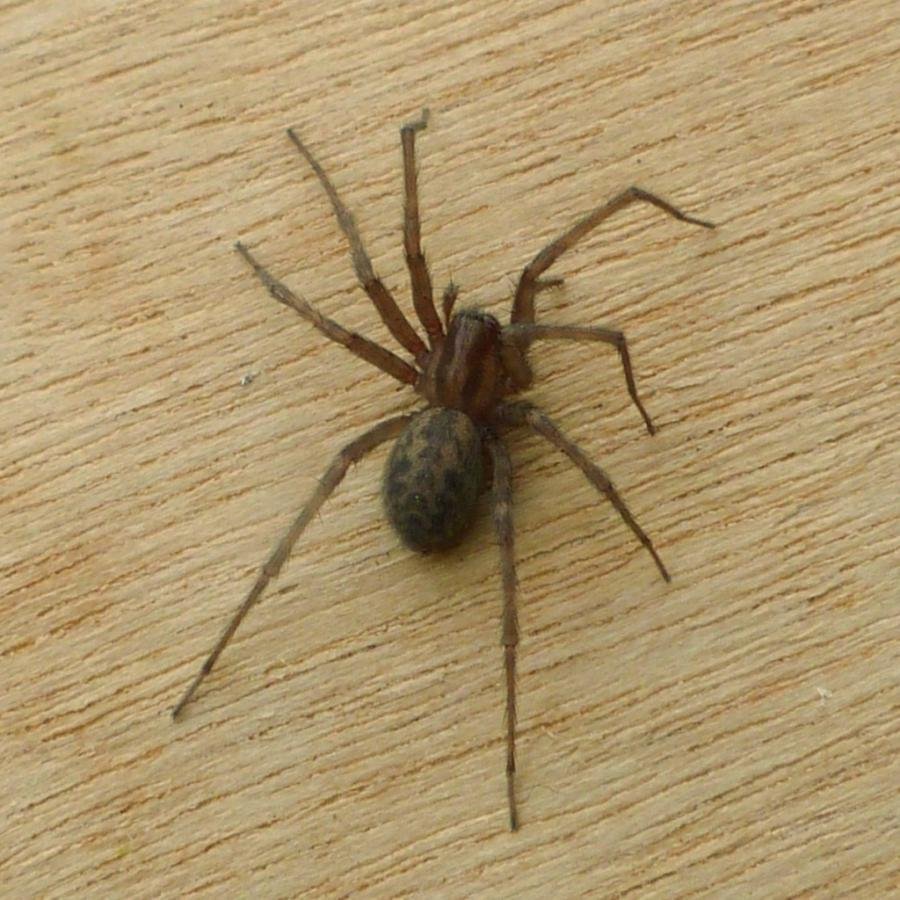 House Spider паук