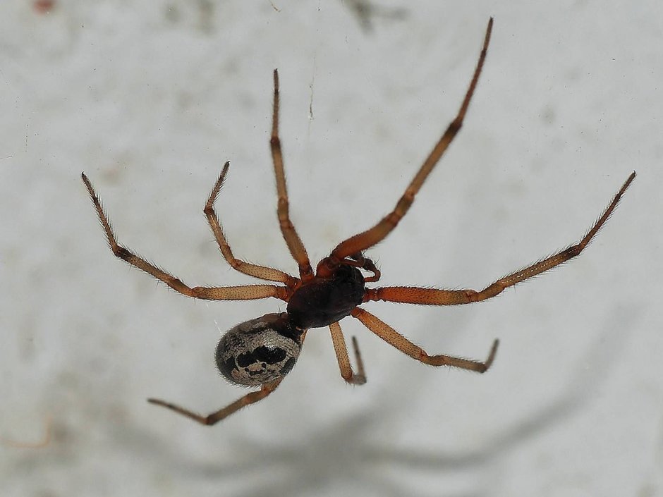 Steatoda Nobilis паук