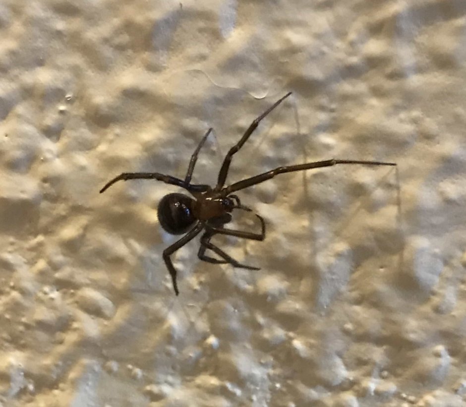 Steatoda Nobilis паук чёрный