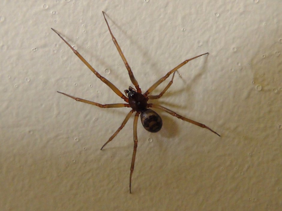 Стеатода Гросса в доме