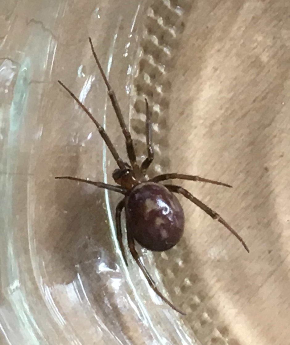 Домовый паук Steatoda grossa