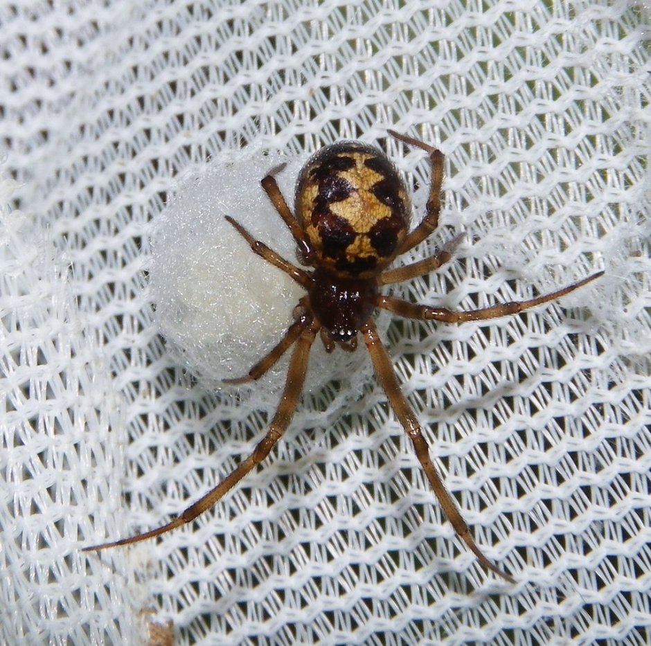 Паук стеатода Каштановая