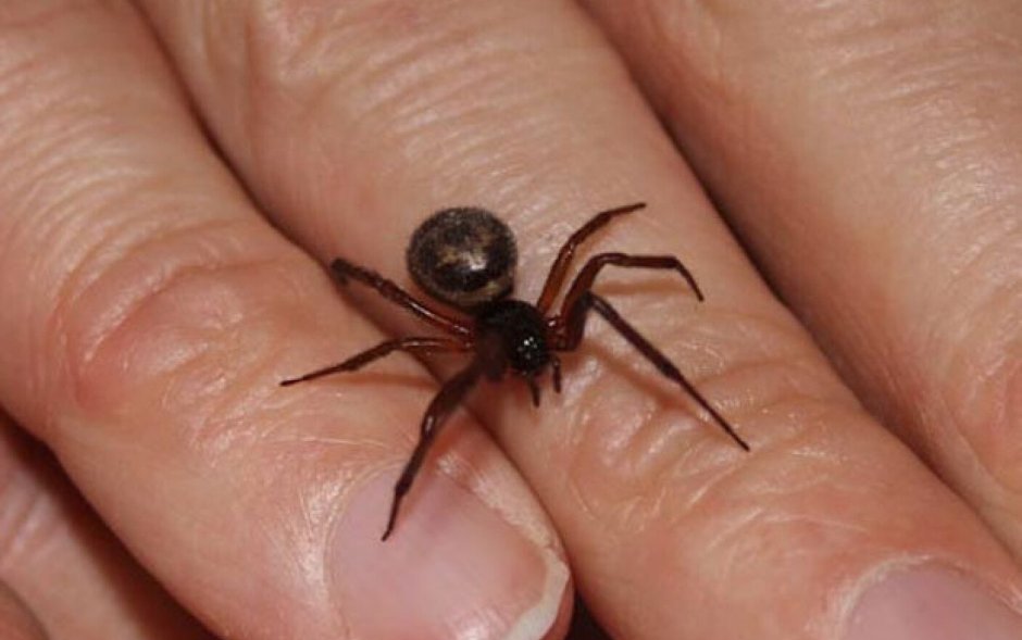Паук стеатода ложная вдова