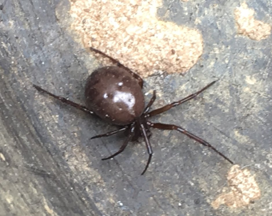 Steatoda Nobilis