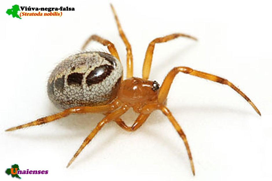 Steatoda Nobilis паук