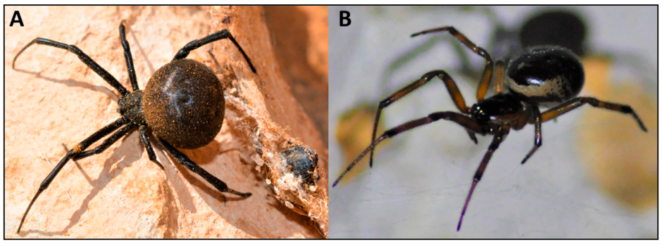Latrodectus lilianae