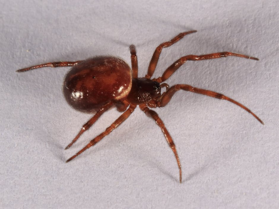 Паук-Тенетник Steatoda bipunctata