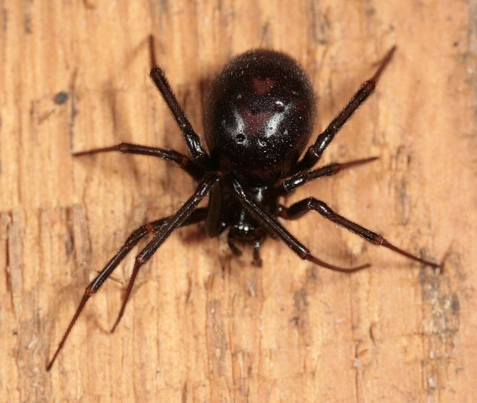 Стеатода Каштановая