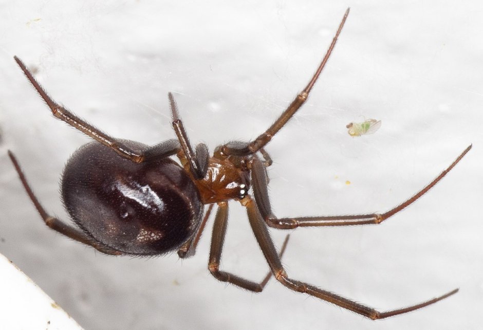 Самка паука стеатода