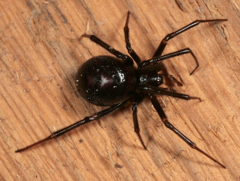 Steatoda grossa паук