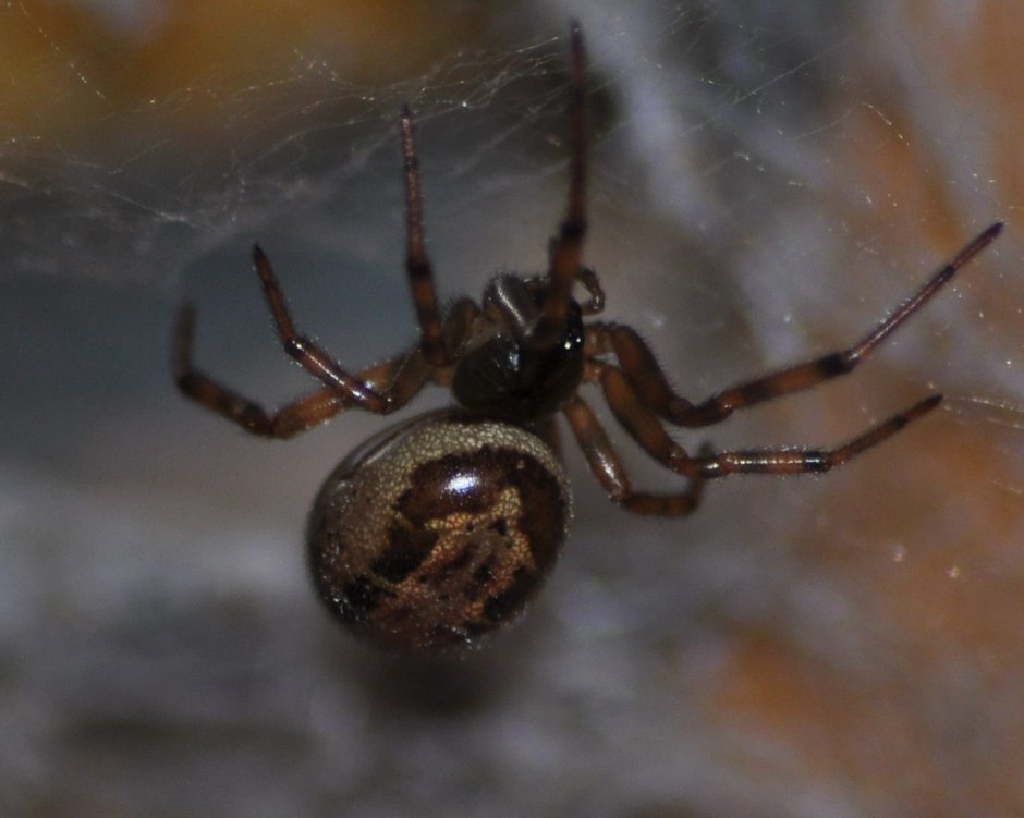 Steatoda Nobilis паук
