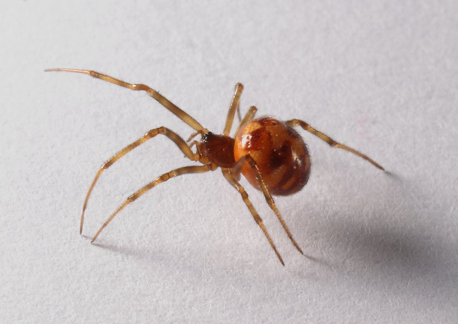 Steatoda triangulosa