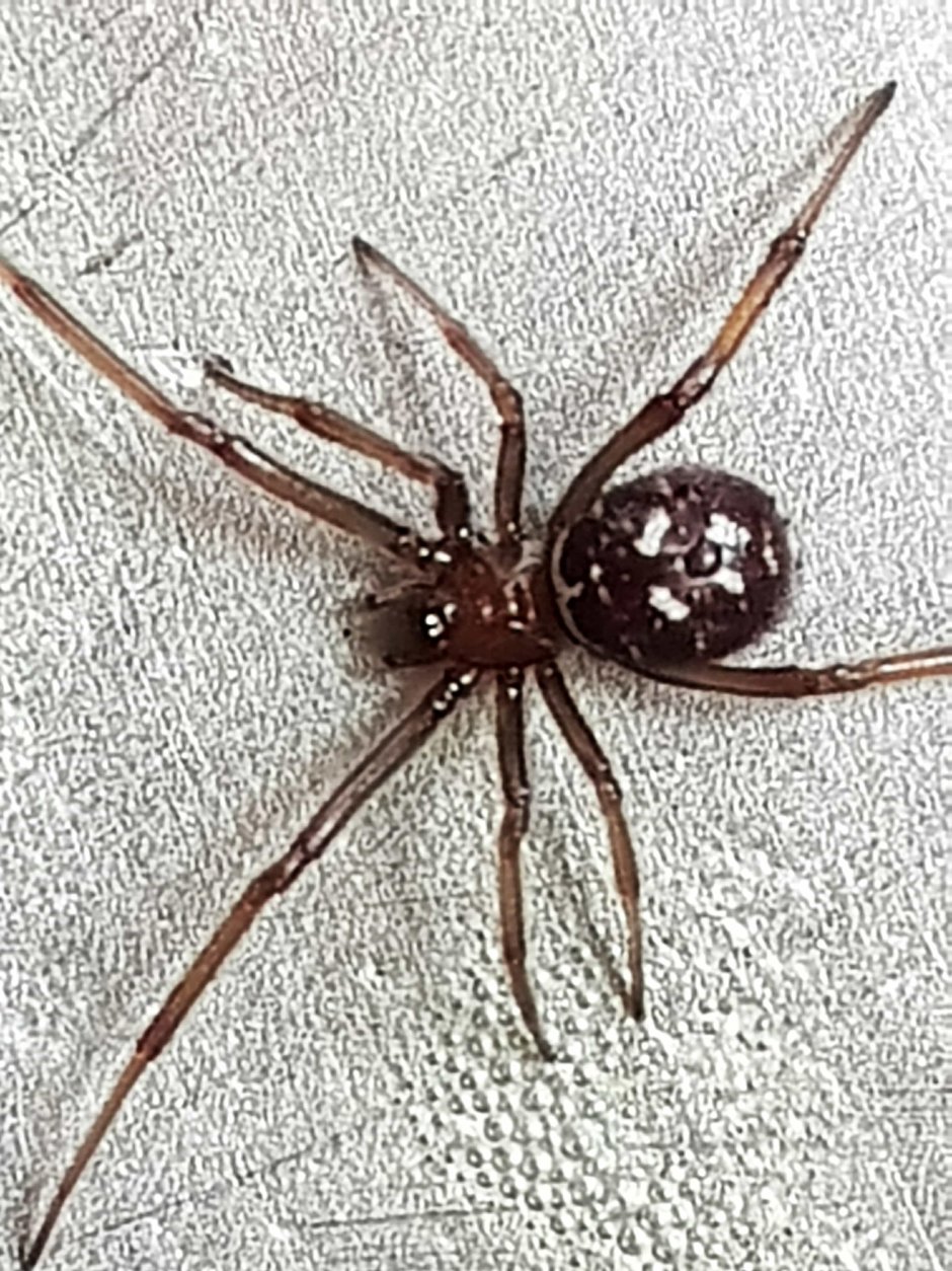 Стеатода паук самец