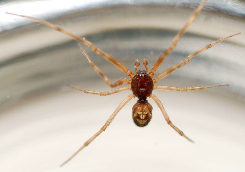 Steatoda triangulosa