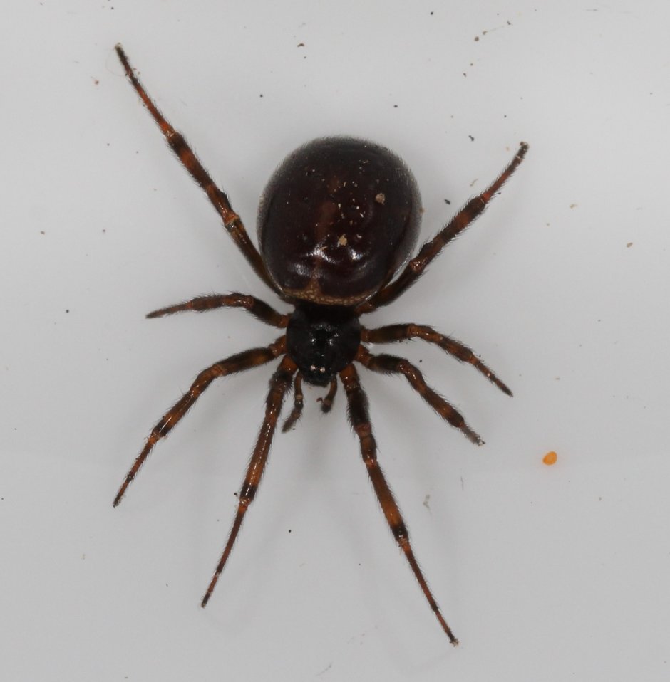 Steatoda triangulosa