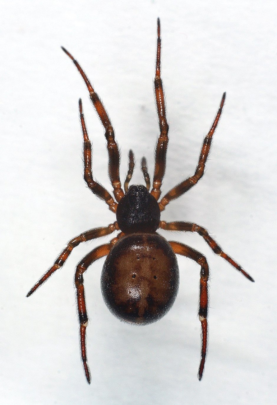Паук Steatoda paykulliana