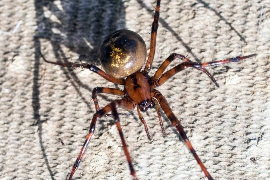 False Widow Spider