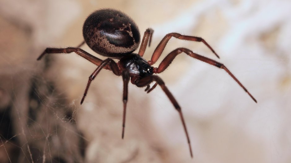 Стеатода черная паук