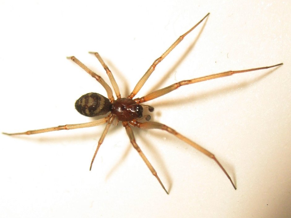 Стеатода паук