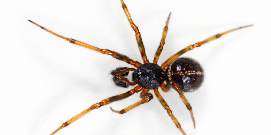Steatoda bipunctata
