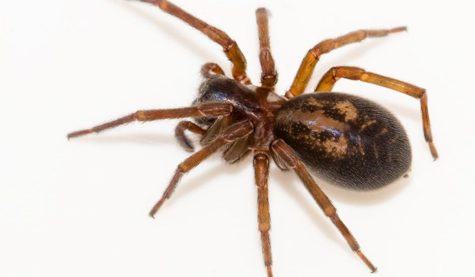 Стеатода Гросса паук маленькая