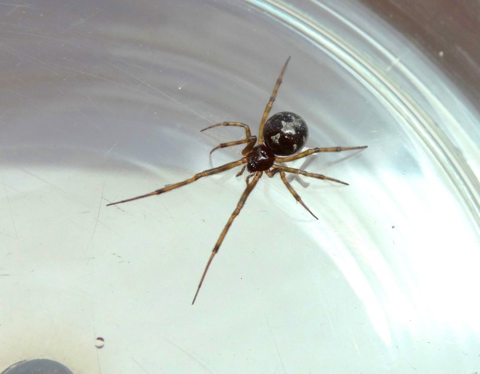 Steatoda triangulosa паук