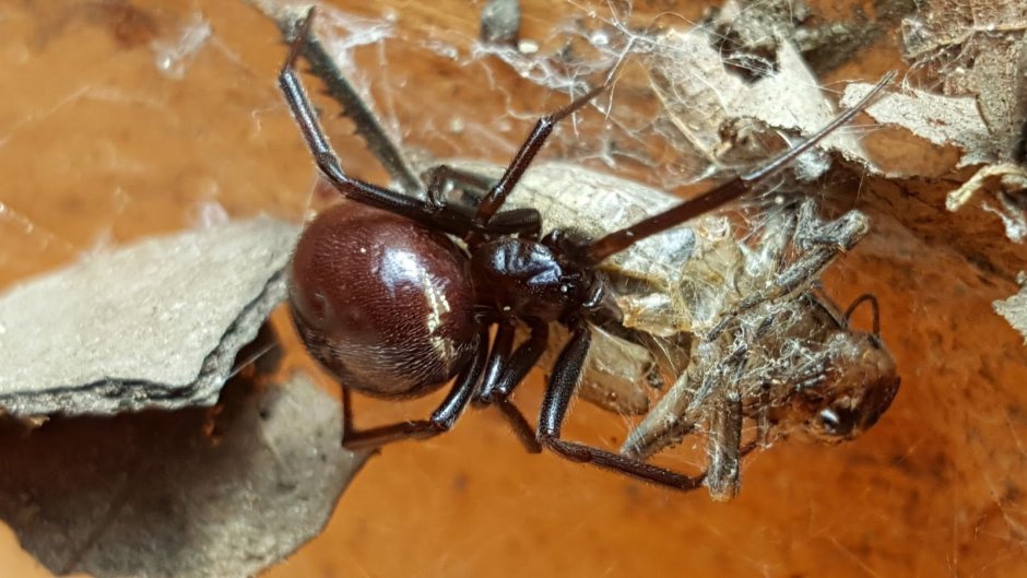Домовый паук Steatoda grossa